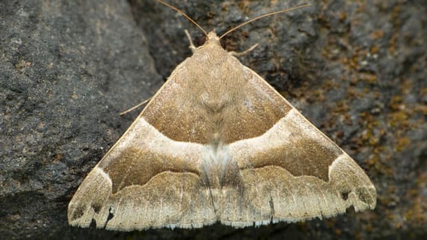 a moth upclose
