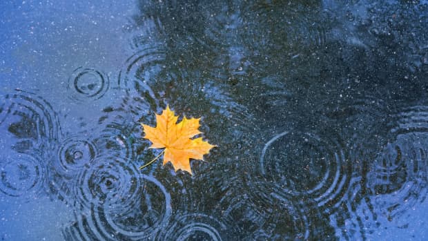 raindrops and a fall leaf